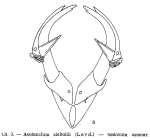 Asplanchna sieboldii