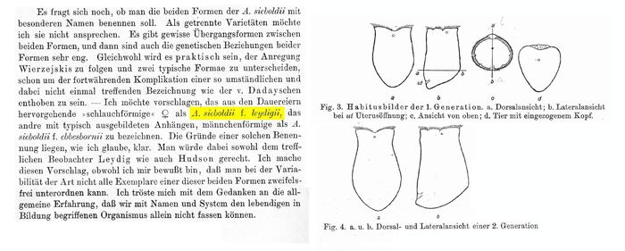 Asplanchna sieboldii f. leydigii - Original description image