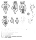 Asplanchna silvestrii