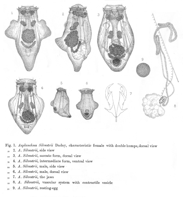 Asplanchna silvestrii