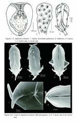 Asplanchna silvestrii