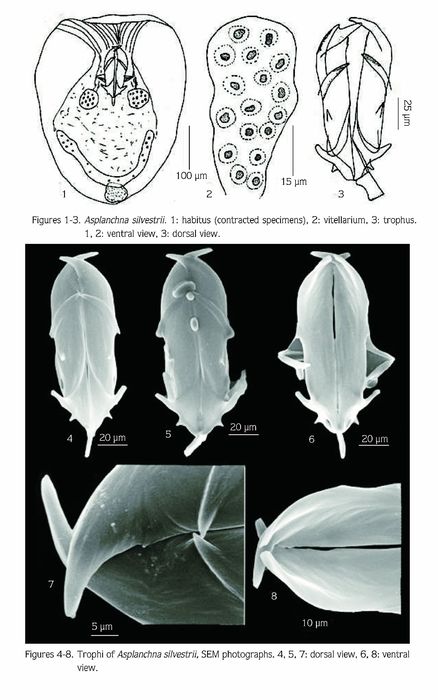 Asplanchna silvestrii