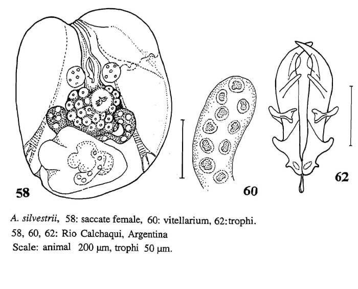 Asplanchna silvestrii