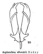 Asplanchna silvestrii