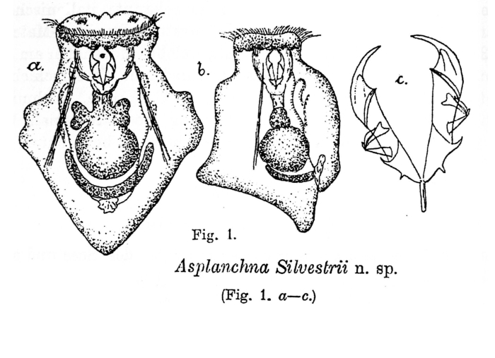Asplanchna silvestrii - Original description image