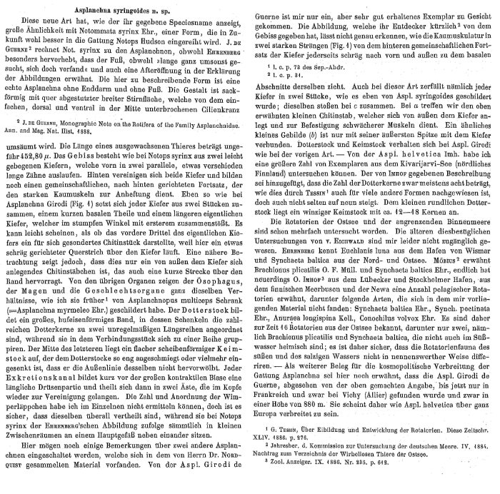 Asplanchna syringoides - Original description image