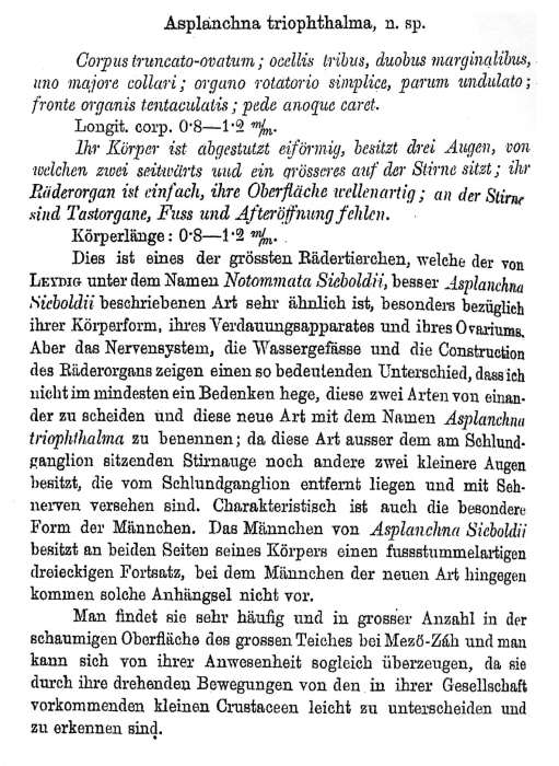 Asplanchna triophthalma - Original description image