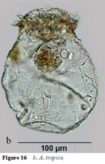 Asplanchna tropica