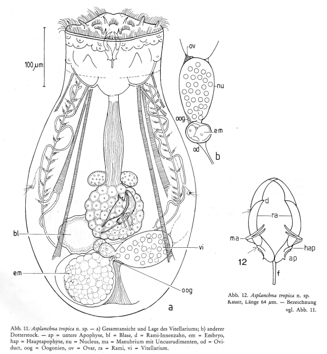 Asplanchna tropica - Original description image