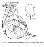 Asplanchnopus bhimavaramensis - Original description image