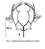 Asplanchnopus dahlgreni