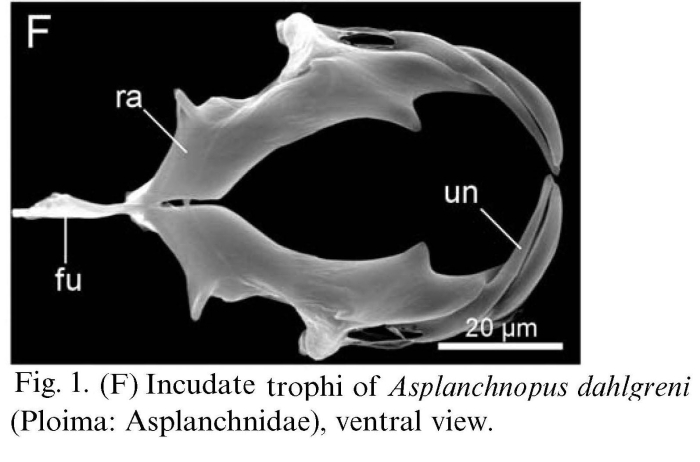 Asplanchnopus dahlgreni