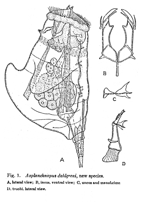 Asplanchnopus dahlgreni - Original description image
