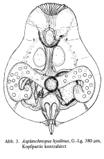 Asplanchnopus hyalinus