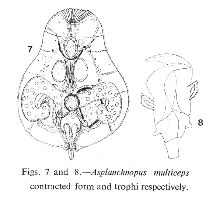 Asplanchnopus hyalinus