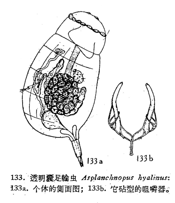 Asplanchnopus hyalinus