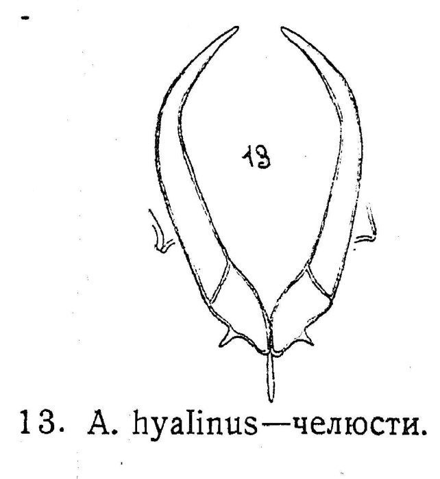 Asplanchnopus hyalinus