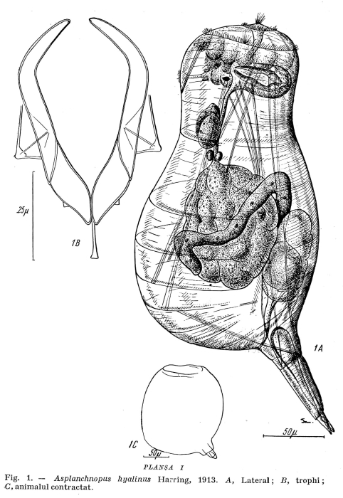 Asplanchnopus hyalinus