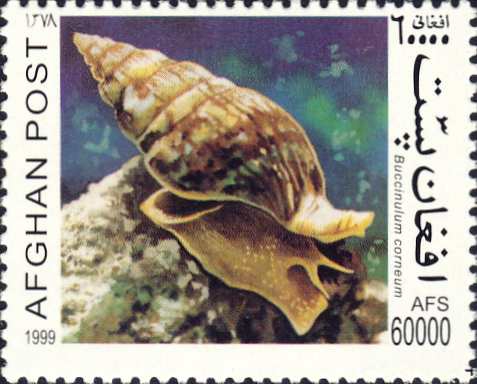 Buccinulum corneum Buccinulum corneum