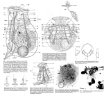 Asplanchnopus multiceps