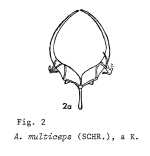 Asplanchnopus multiceps