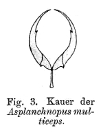 Asplanchnopus multiceps