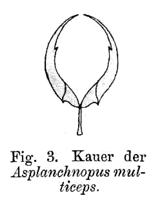 Asplanchnopus multiceps