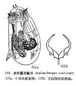 Asplanchnopus multiceps