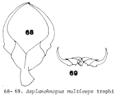 Asplanchnopus multiceps
