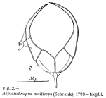 Asplanchnopus multiceps