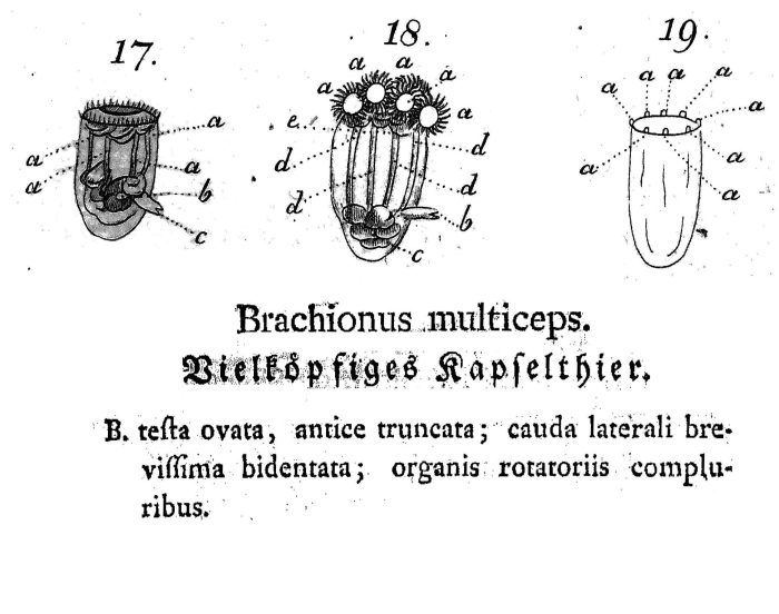 Asplanchnopus multiceps