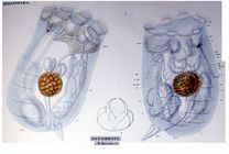 Asplanchnopus myrmeleo
