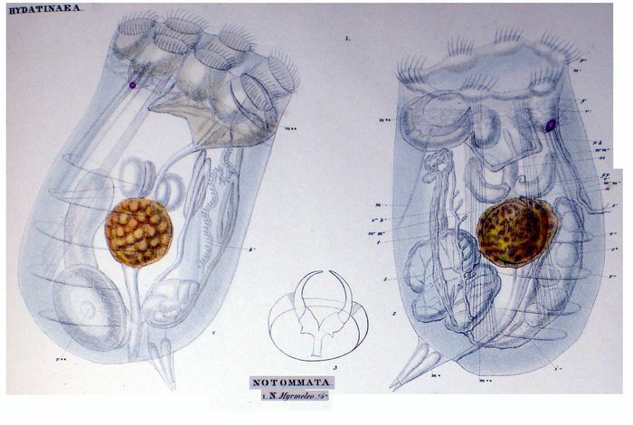 Asplanchnopus myrmeleo