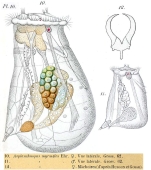 Asplanchnopus myrmeleo