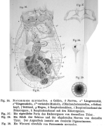 Asplanchnopus myrmeleo