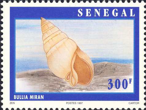 Bullia miran