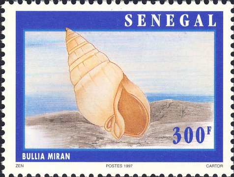 Bullia miran Bullia miran