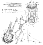 Asplanchnopus myrmeleo