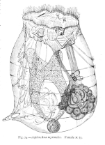 Asplanchnopus myrmeleo