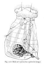 Asplanchnopus myrmeleo