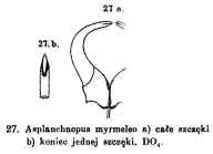 Asplanchnopus myrmeleo
