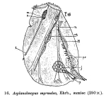 Asplanchnopus myrmeleo
