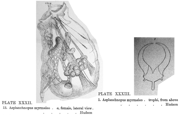 Asplanchnopus myrmeleo