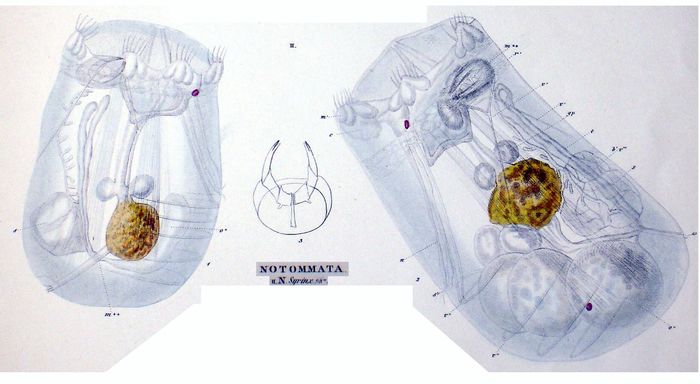 Asplanchnopus syrinx