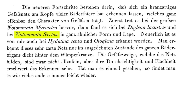 Asplanchnopus syrinx - Original description image