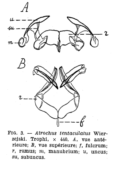 Atrochus tentaculatus