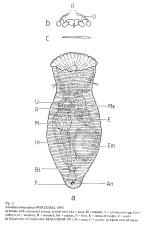 Atrochus tentaculatus