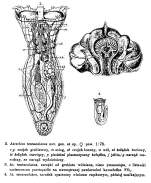 Atrochus tentaculatus