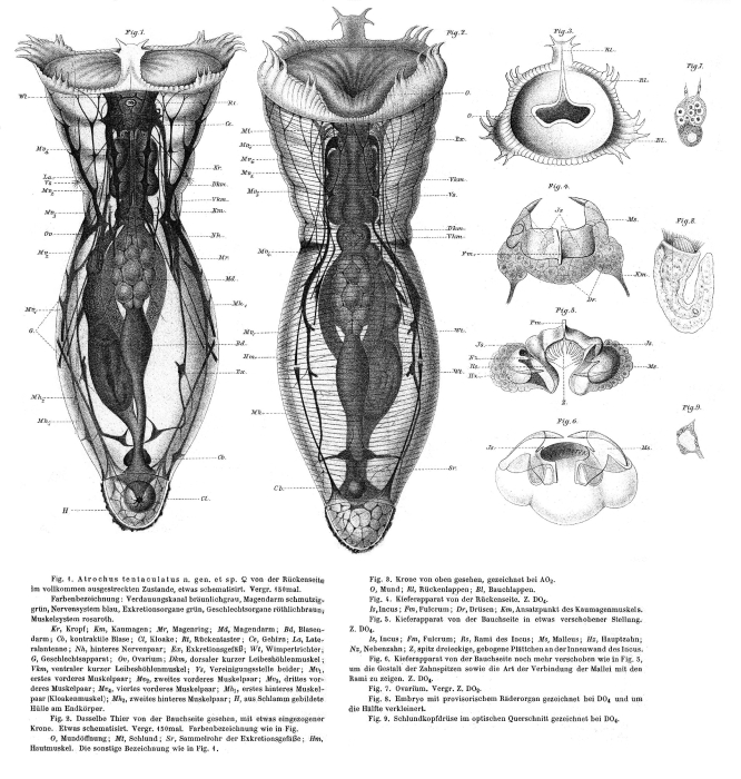 Atrochus tentaculatus - Original description image