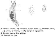 Balatro aciliatus